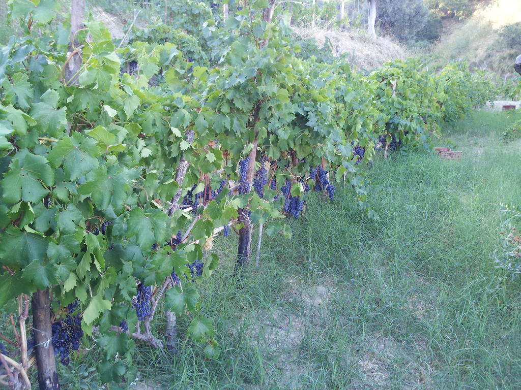 Il Giardino Di Ausonia Bed and Breakfast Reggio di Calabria Buitenkant foto
